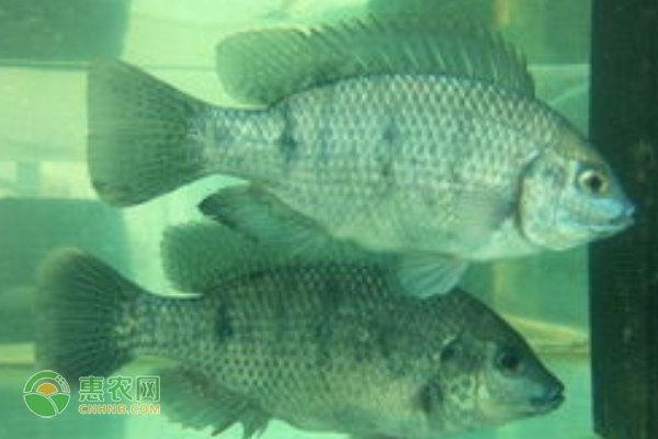 河蟹上市 产地迎来收购河蟹商流