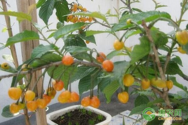 数据体现凌云白毫茶的品质与贡献