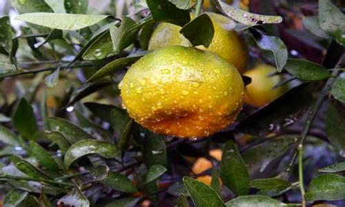 美式椪柑优化从江椪柑品种