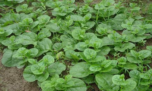 了解木耳菜价格 点点鼠标就可以了