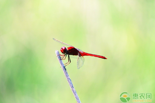 春节期间白毫茶价格变化不大 春节期间白毫茶价格变化不大
