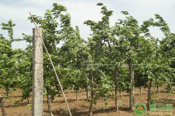 在衢州批发椪柑 回家过个开心年 在衢州批发椪柑 回家过个开心年