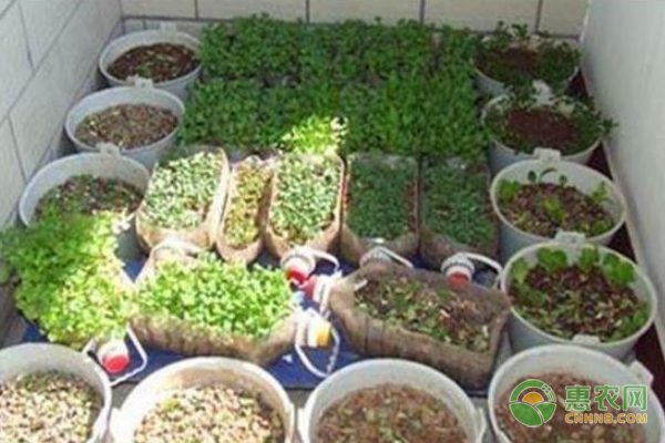 凌云县推出白毫茶新品种 白毫茶产业发展前景...