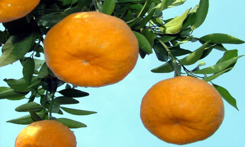 在衢州批发椪柑 回家过个开心年