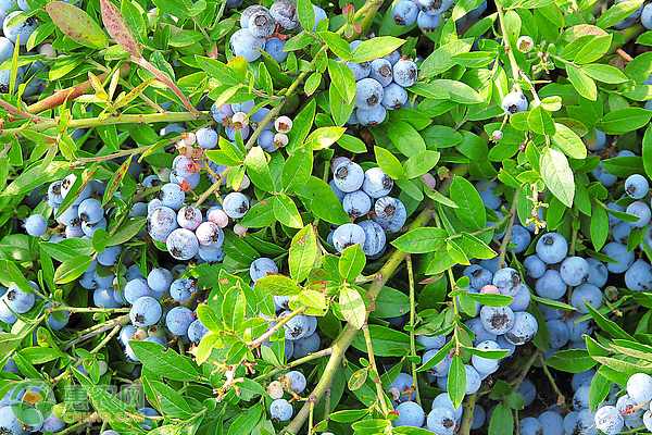 农业信息化使得收购冰糖柑更快捷