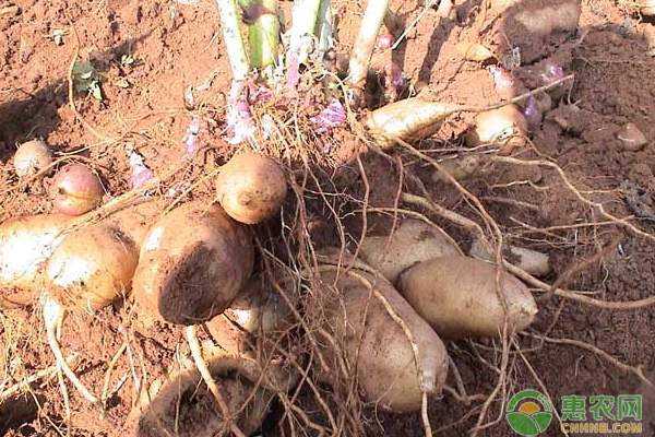 采茶东篱下 悠然见订单