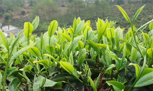 采茶东篱下 悠然见订单