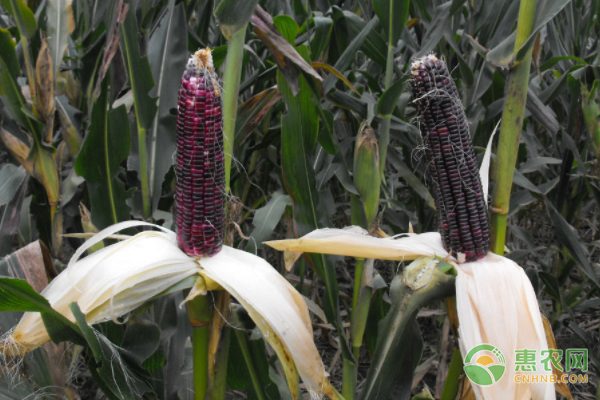 农产品批发电商化 帮助商户轻松收购椪柑