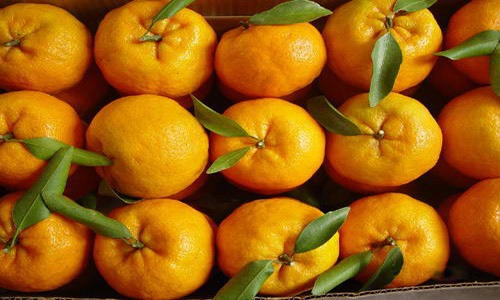 农产品批发电商化 帮助商户轻松收购椪柑