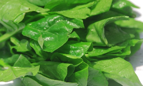 南菜北运铁路绿色通道开通 木耳菜等南方蔬菜迎来新市场机遇-绿