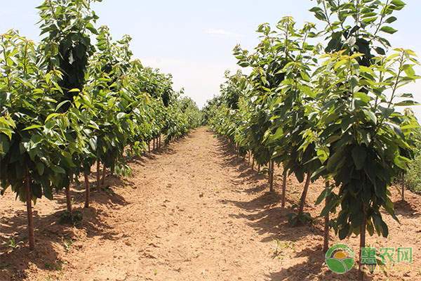 南菜北运铁路绿色通道开通 木耳菜等南方蔬菜迎来新市场机遇-绿源新宇生物有机肥官网