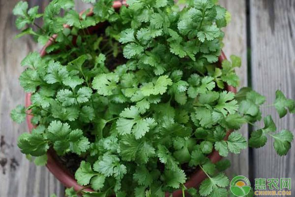 泸溪椪柑产业致富路：皮薄甜嫩成国际市场宠儿-绿源新宇生物有机肥官网