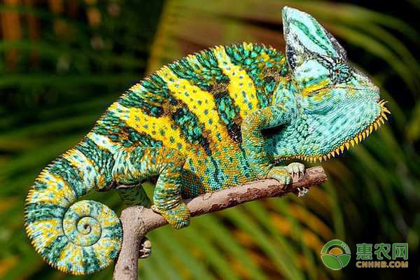 福建建成首个中以示范农场 智能设备助力现代化养殖-绿源新宇生物有机肥官网