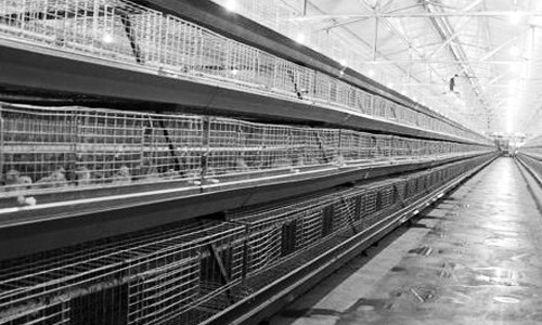 福建建成首个中以示范农场 智能设备助力现代化养殖-绿源新宇生