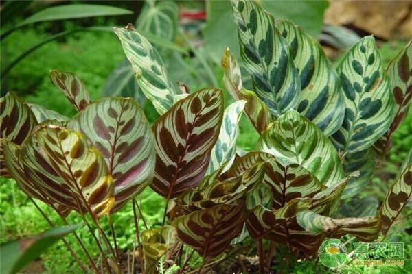 广西茧丝绸产业称雄全球 产量质量双突破引领行业发展-绿源新宇生物有机肥官网