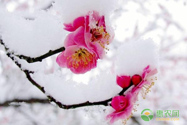 广州白云山发现巨型蘑菇大果鹅膏被确认为新品种-绿源新宇生物有机肥官网