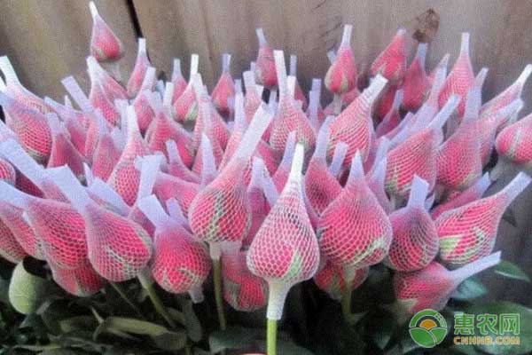 生物农药迎来发展机遇 绿色防控推动农业转型升级-绿源新宇生物有机肥官网