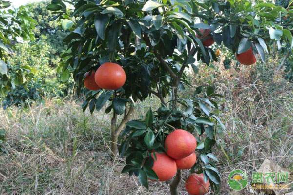 耕地地力保护与提升策略：测土配方施肥技术应用-绿源新宇生物有机肥官网