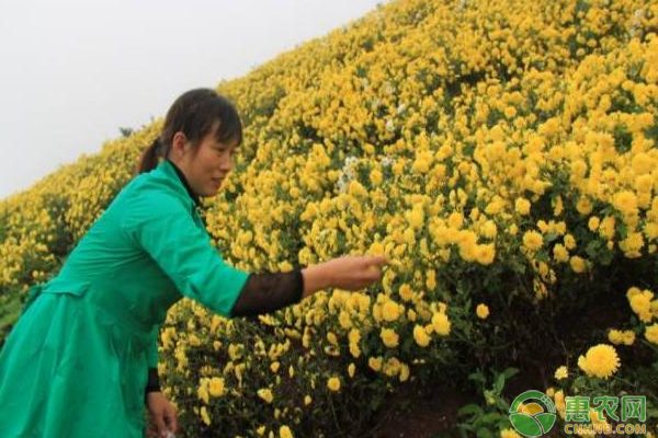 黄姜种子繁殖技术要点及育苗管理方法-绿源新宇生物有机肥官网