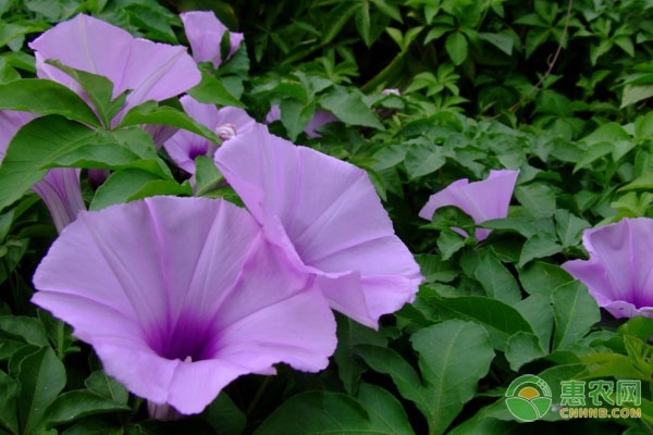 冰糖柑价格实惠营养丰富 市场销售火爆深受消费者喜爱-绿源新宇生物有机肥官网