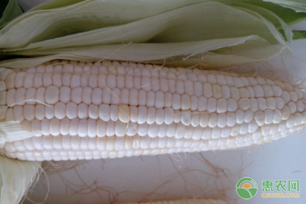 衢州椪柑迎来丰收季 销售前景却不容乐观-绿源新宇生物有机肥官网