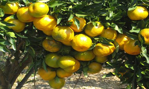 衢州椪柑迎来丰收季 销售前景却不容乐观-绿源新宇生物有机肥官