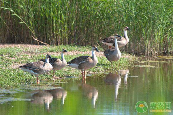 木耳菜批发价格分析及市场供需状况解析-绿源新宇生物有机肥官网