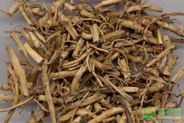 小众蔬菜木耳菜批发创业成功案例分析-绿源新宇生物有机肥官网