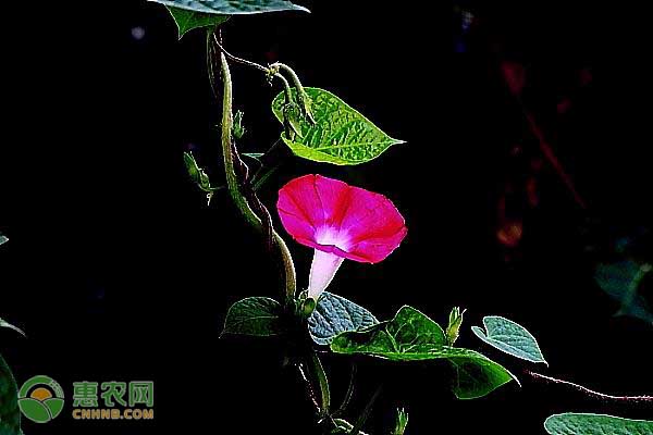 凌云白毫茶的特点与价值解析-绿源新宇生物有机肥官网