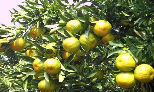 衢州椪柑经历橘灾低谷后如何实现品牌逆袭-绿源新宇生物有机肥官