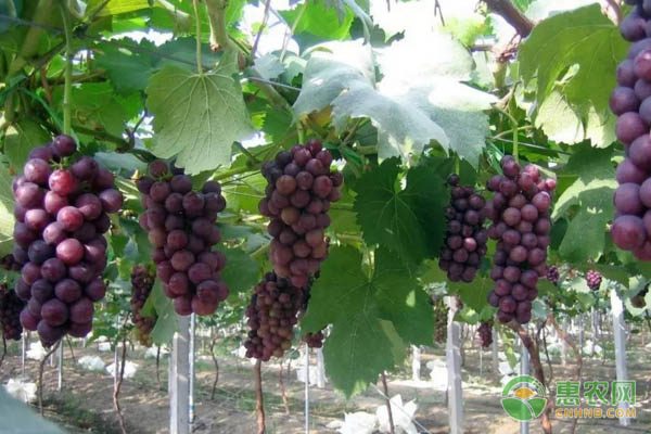 中国惠农网优化用户体验 提升农业电商平台服务质量-绿源新宇生物有机肥官网 中国惠农网优化用户体验 提升农业电商平台服务质量-绿源新宇生物有机肥官网