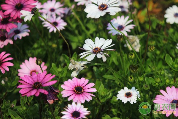 反季节木耳菜种植效益好 市场供不应求价格翻倍-绿源新宇生物有机肥官网