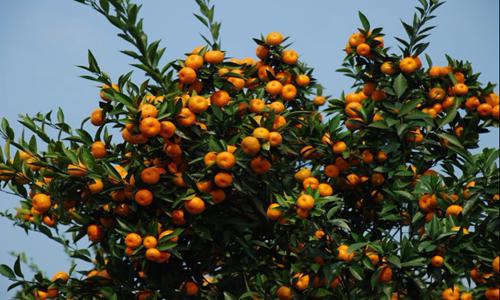 冰糖柑滞销难题：偏远山区交通不便影响农产品销售-绿源新宇生物