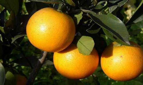 永兴冰糖柑品牌价值分析 品质与营销并重打造成功模式-绿源新宇