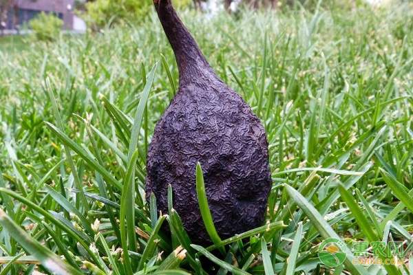 12月生猪价格预测分析及养殖建议-绿源新宇生物有机肥官网