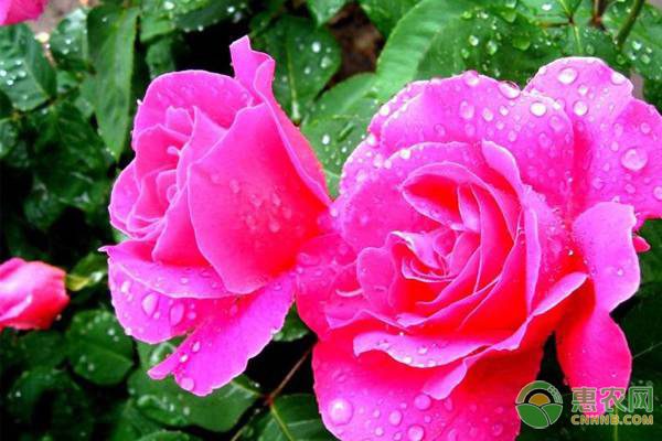 广西凌云白毫茶产业发展新突破，两亿元研究院项目正式开工-绿源新宇生物有机肥官网