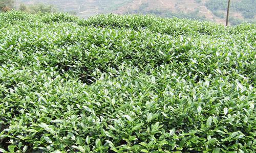 广西凌云白毫茶产业发展新突破，两亿元研究院项目正式开工-绿源