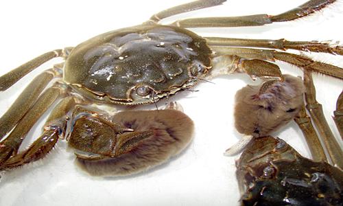 泰兴河蟹养殖规模扩大至1.7万亩 政府扶持助力产业发展-绿源