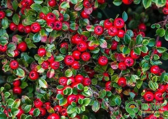 河蟹养殖合作社带动农户增收 销售渠道多元化助力产业发展-绿源新宇生物有机肥官网