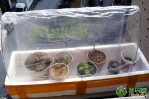 日本发现无需授粉即可结果的西红柿新品种 有助降低种植成本-绿源新宇生物有机肥官网 日本发现无需授粉即可结果的西红柿新品种 有助降低种植成本-绿源新宇生物有机肥官网