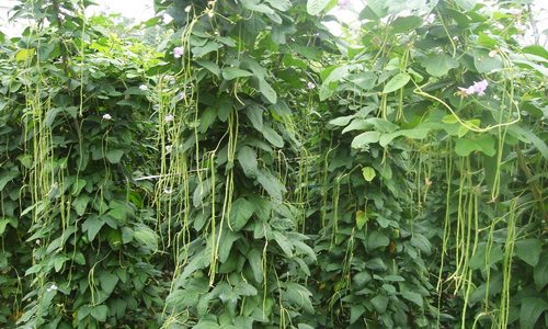 豇豆高产种植技术要点与品种选择指南-绿源新宇生物有机肥官网