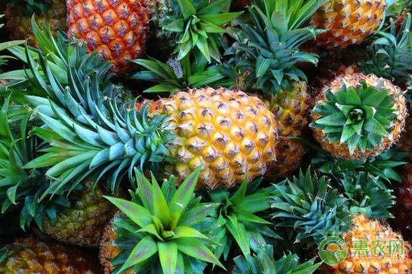 豇豆高产种植技术要点与品种选择指南-绿源新宇生物有机肥官网