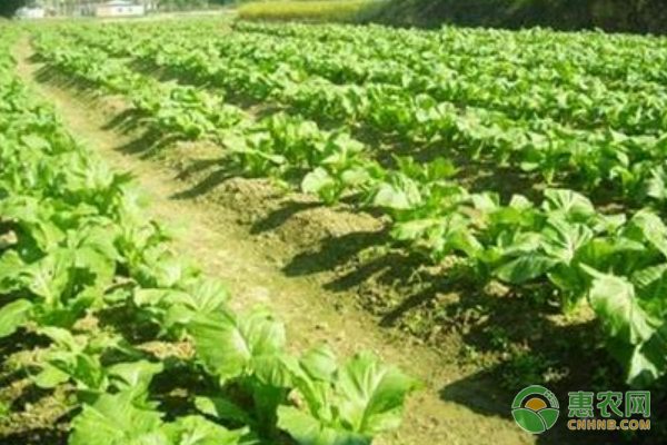 北京昌平区成功种植食用百合 填补京郊市场空白-绿源新宇生物有机肥官网