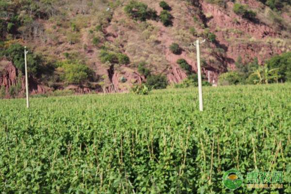 河蟹食品安全问题频发 生态养殖成保障出路-绿源新宇生物有机肥官网