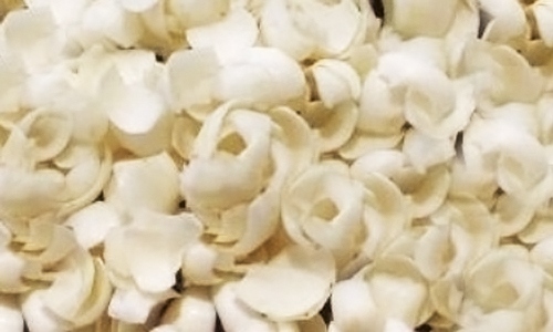 北京昌平区成功种植食用百合 填补京郊市场空白-绿源新宇生物有