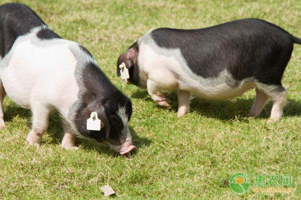 青海海晏县现代农业示范园打造百里蔬菜长廊-绿源新宇生物有机肥官网
