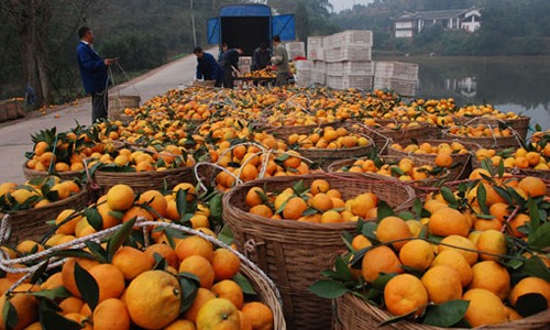 椪柑收购价格稳定 果农收益有保障-绿源新宇生物有机肥官网