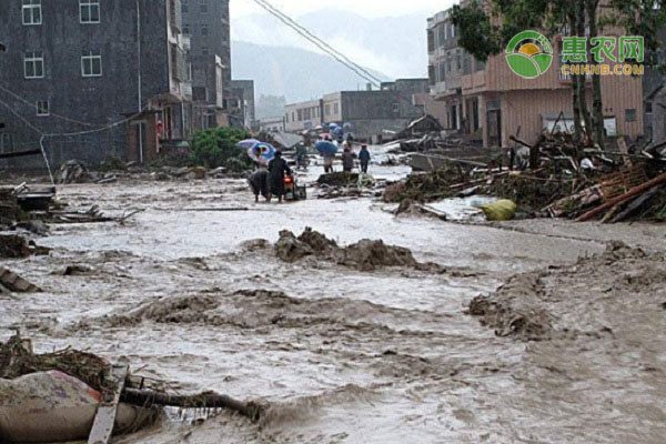 农产品批发新模式：线上平台直采椪柑降本增效-绿源新宇生物有机肥官网