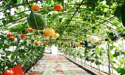 青海海晏县现代农业示范园打造百里蔬菜长廊-绿源新宇生物有机肥