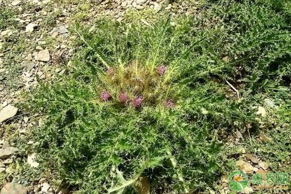 椪柑收购价格稳定 果农收益有保障-绿源新宇生物有机肥官网